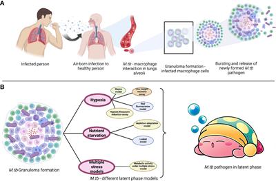 A pro-oxidant property of vitamin C to overcome the burden of latent Mycobacterium tuberculosis infection: A cross-talk review with Fenton reaction